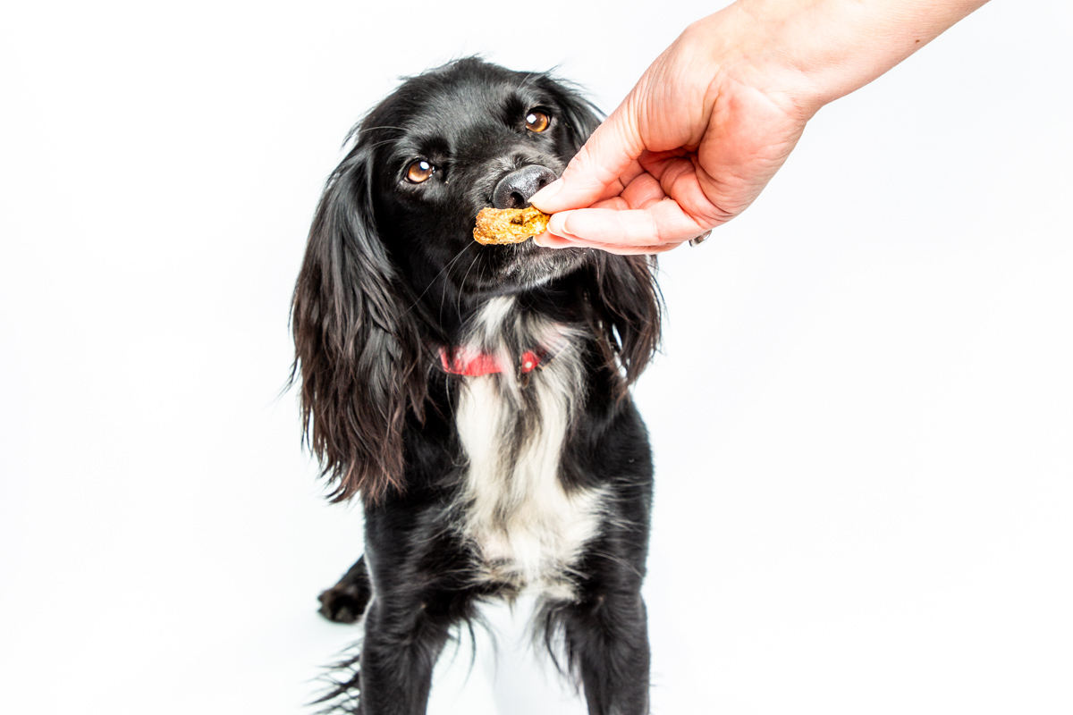 Dog being given treat