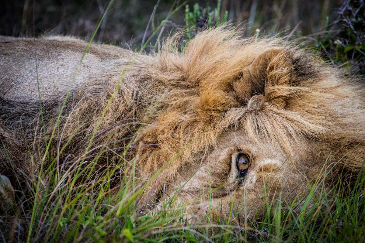 Tired lion in the grass