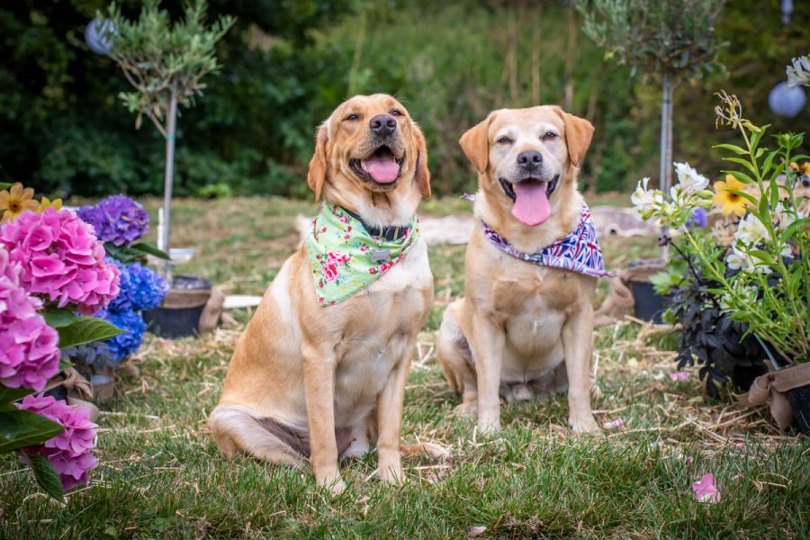 Coral and Pauls dogs dressed up for wedding